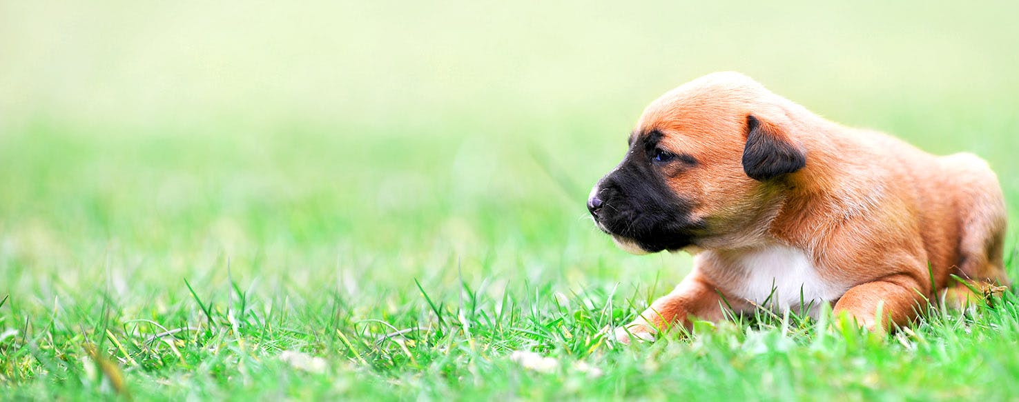 Dog Names Ending in ty Popular Male and Female Names Wag!